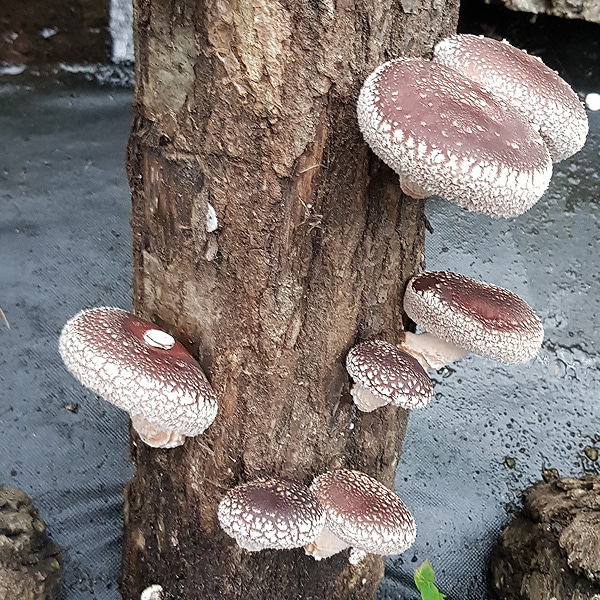 생 표고버섯, 지리산 참나무 원목 노지 생표고버섯 2kg 예약판매