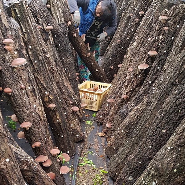 노지 표고버섯, 지리산 참나무 원목 생표고버섯 1kg 자연 노지 재배